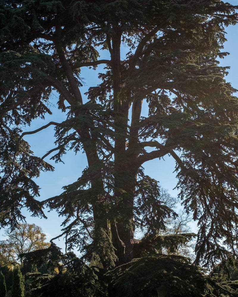 Ancient Lebanese Cedar tree