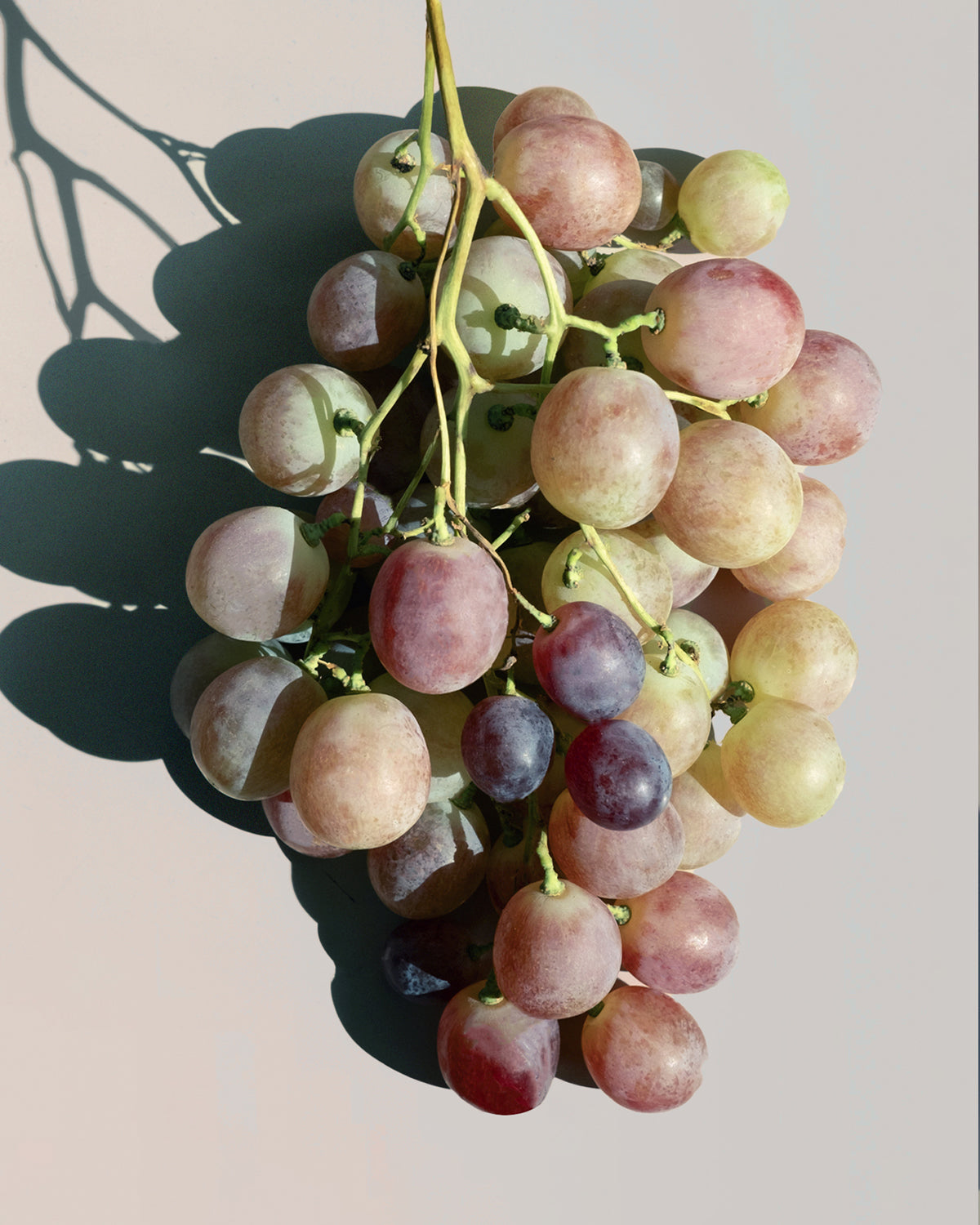 Organic grapes that are pressed for grape seed oil used in NOMAD preparations.