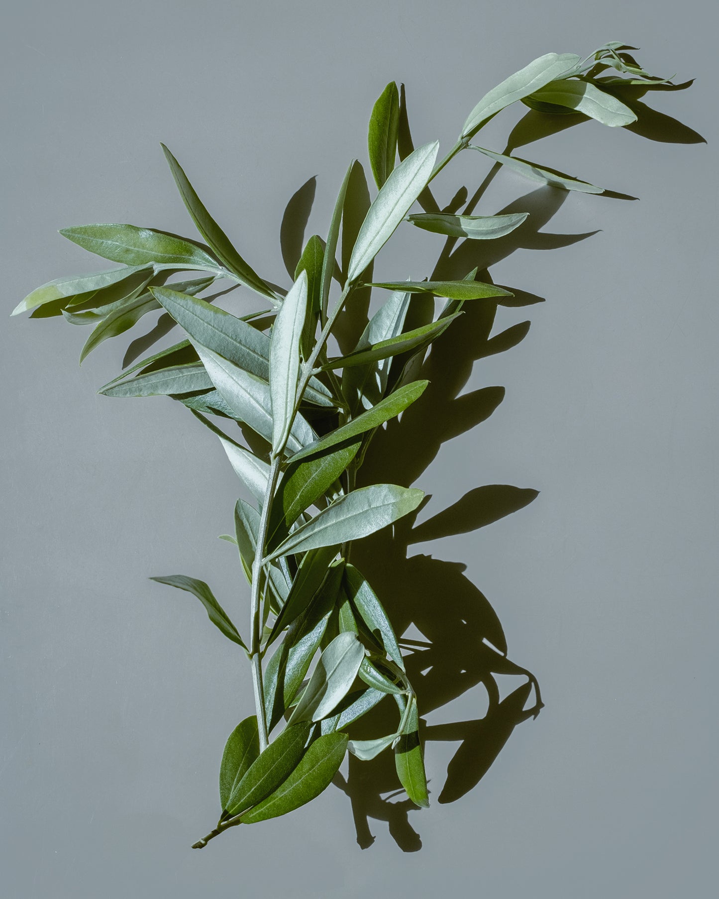 Olive leaves from ancient olive trees yield pure organic olive oil