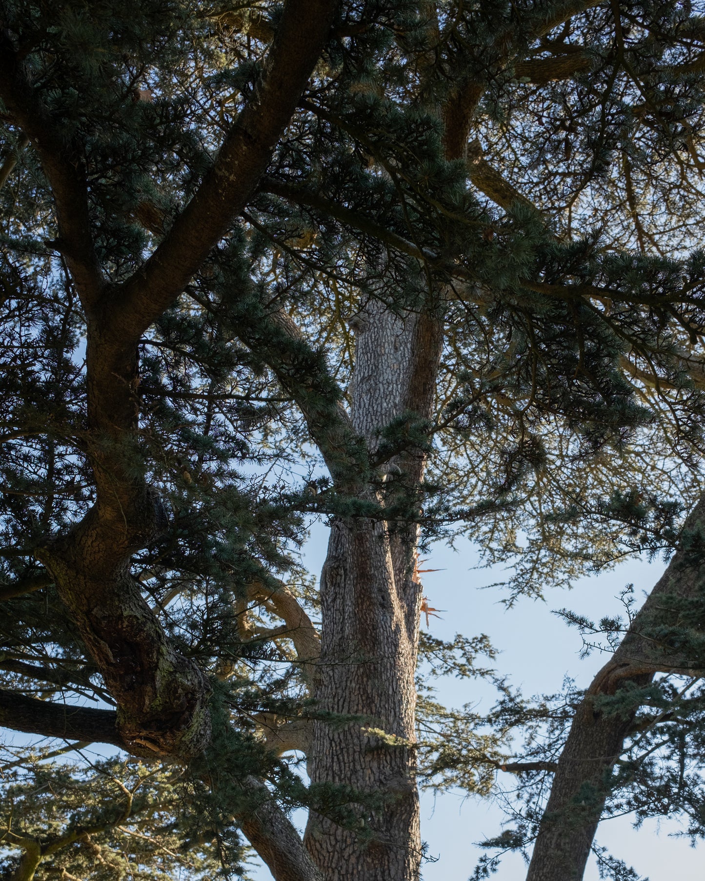 Lebanese cedar tree produces a potent, organic cedar oil used in the NOMAD FACE CREAM collection