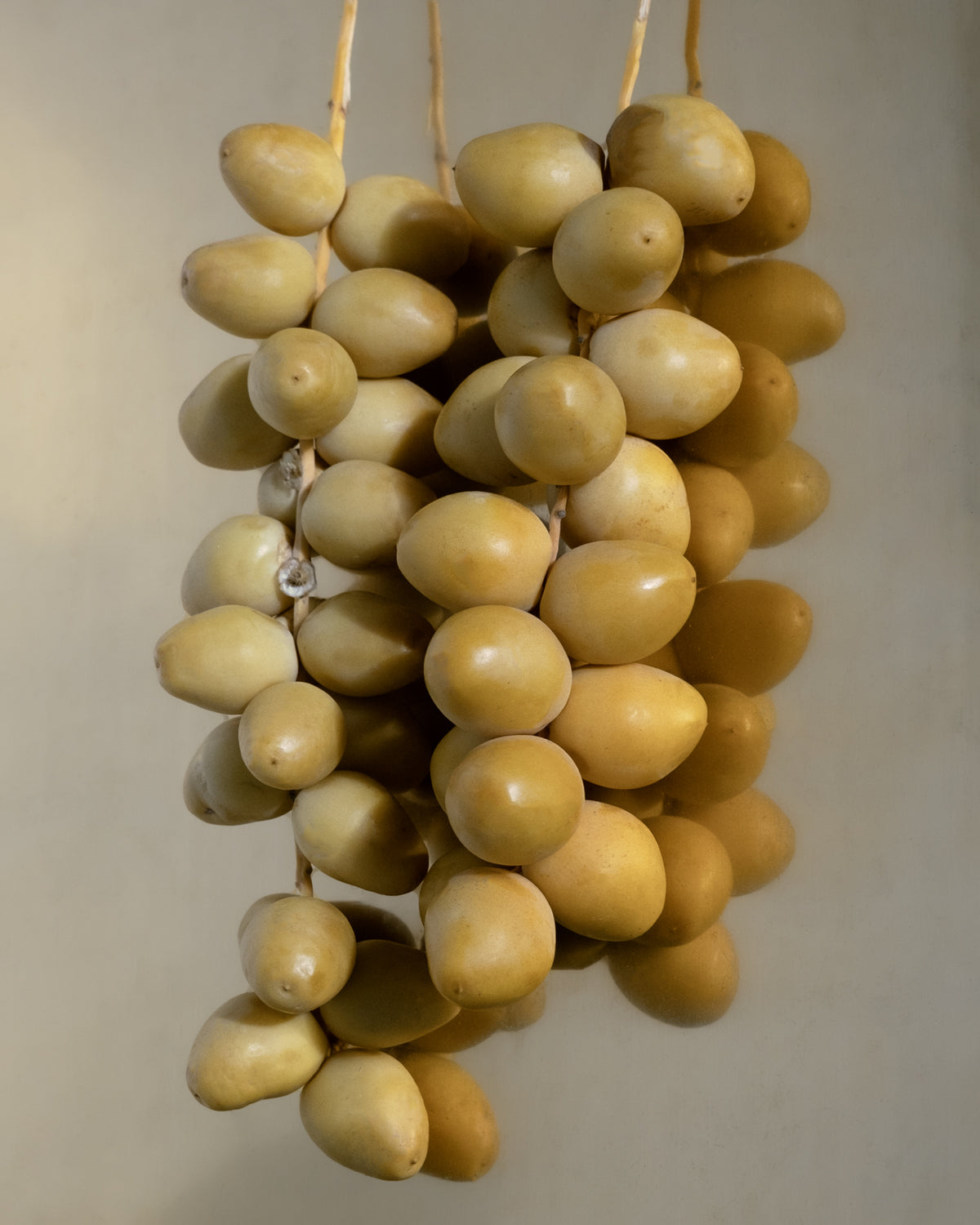 Fresh, organic dates. A key ingredient in NOMAD LIP BALM - COCONUT