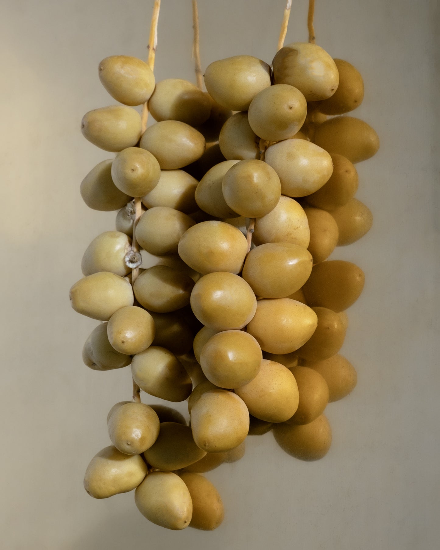 Fresh, organic dates. A key ingredient in NOMAD LIP BALM - COCONUT