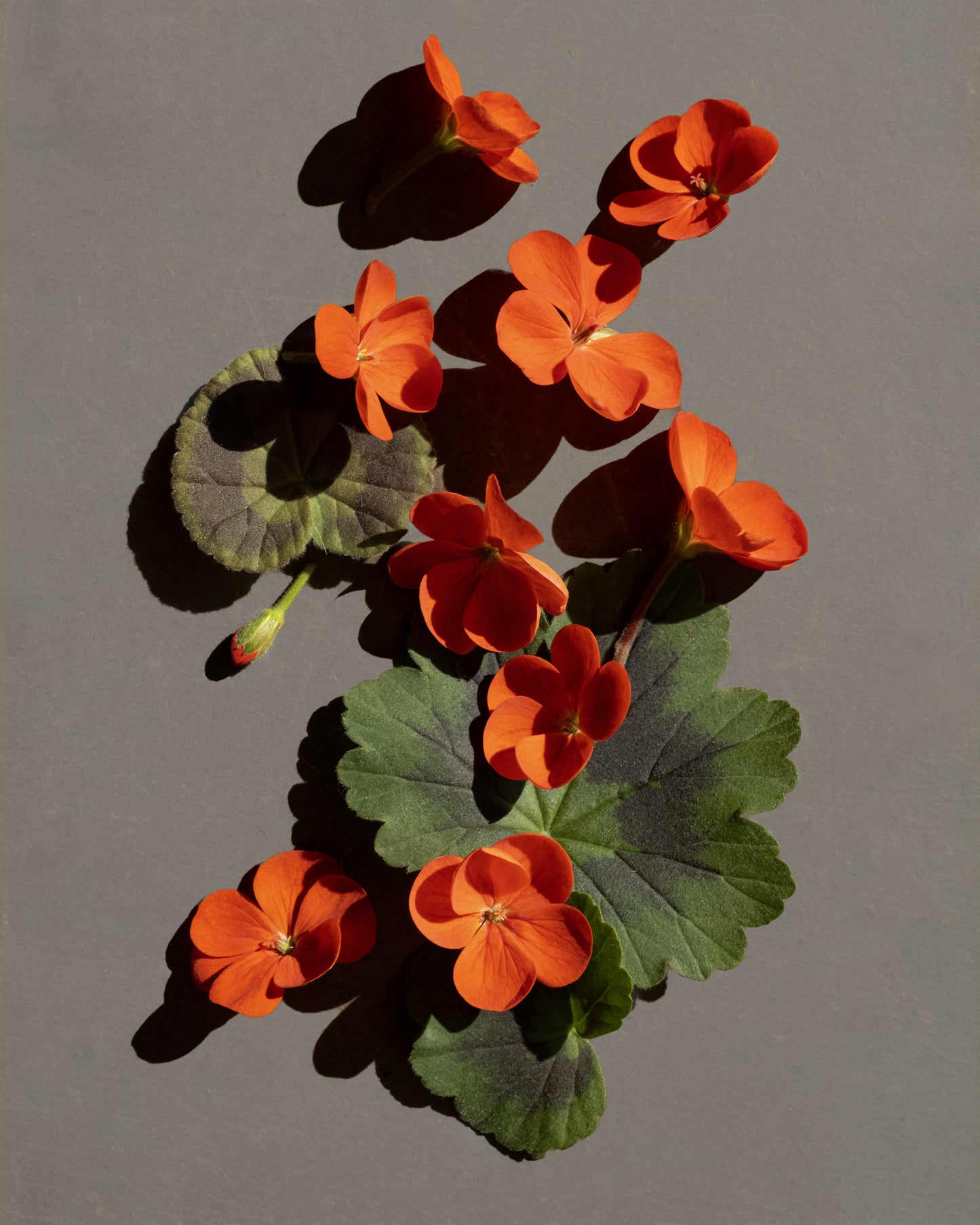 Organic Rose geranium flowers produces a delicate scented oil we use in HOYONOMADIC recipes