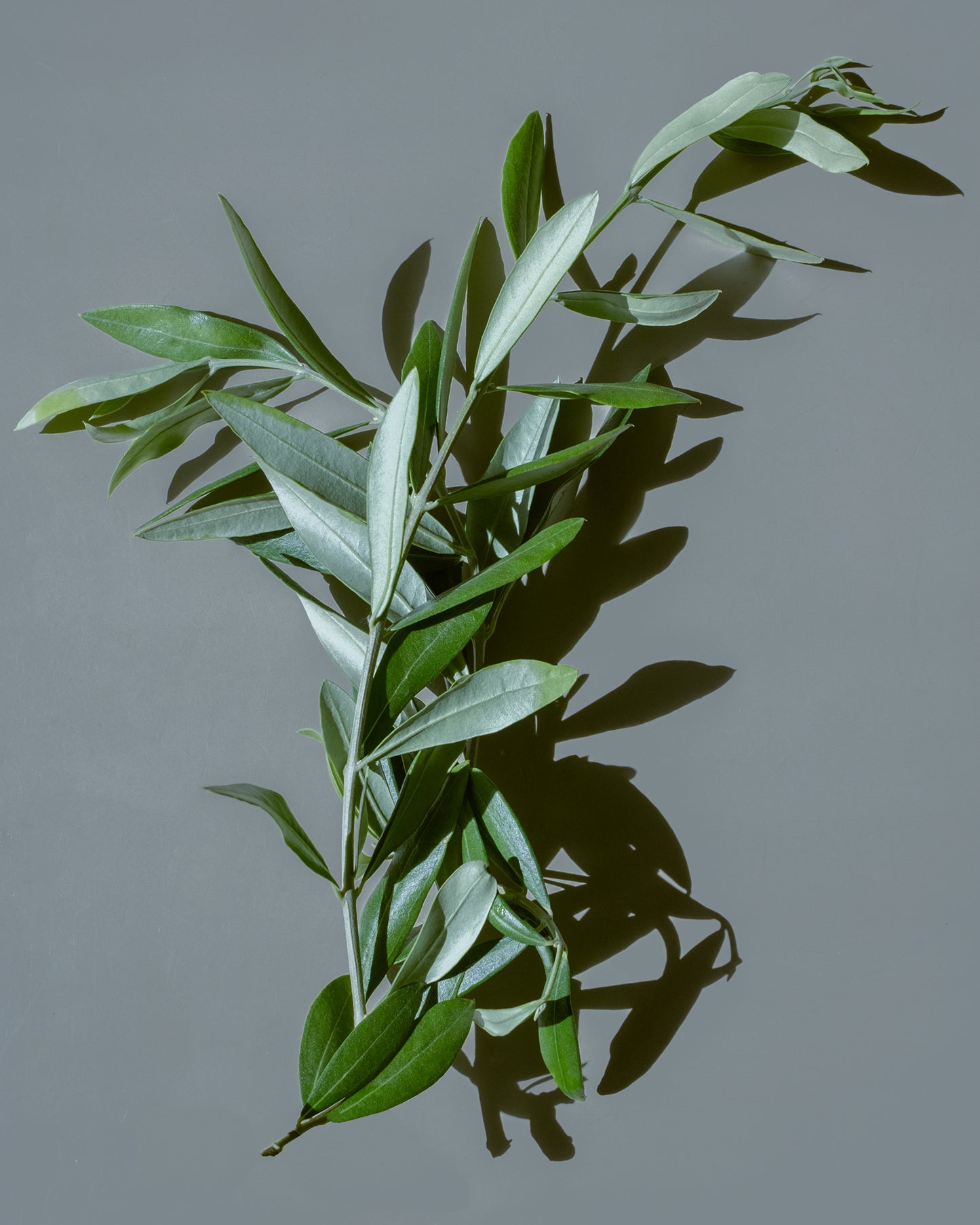 Olive leaves from the olive tree which yields olives and pure organic olive oil