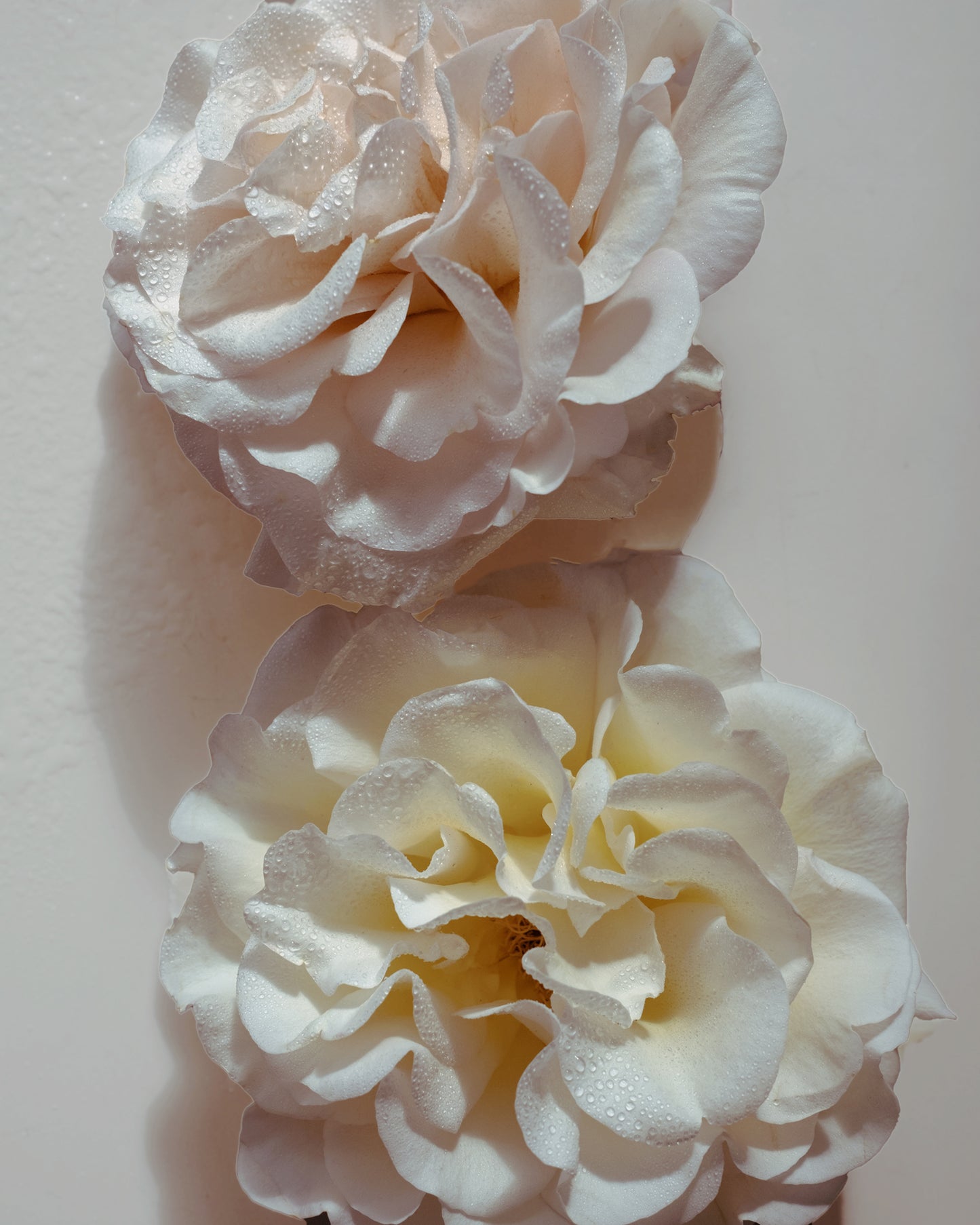 Organic Roses are pressed to yield scented rose water for our NOMAD preparations.
